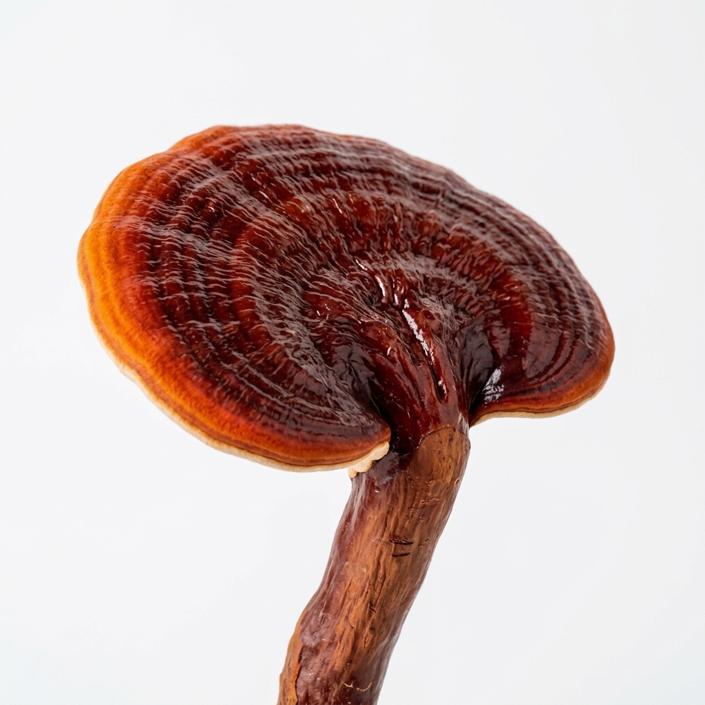 Nấm linh chi đỏ